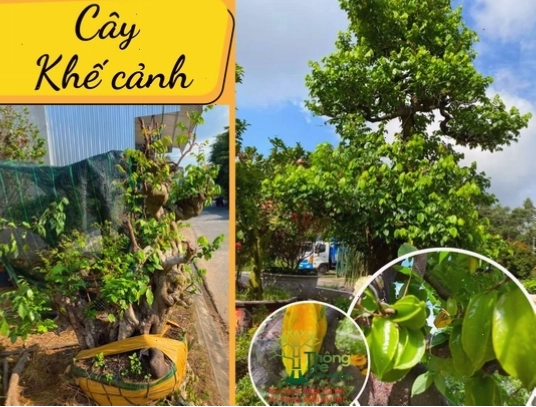 Cây khế cảnh đang trong giai đoạn phát triển thân và cành