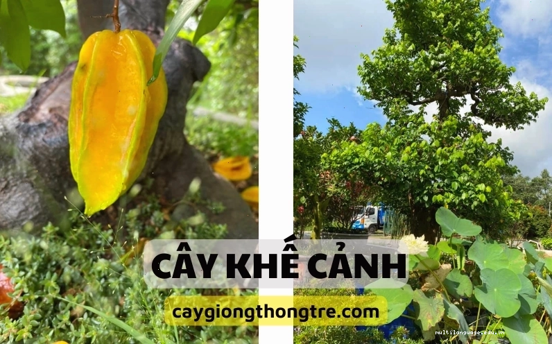 Cây khế cảnh được tạo dáng bonsai tinh xảo với thân cây cổ thụ và cành lá sum suê