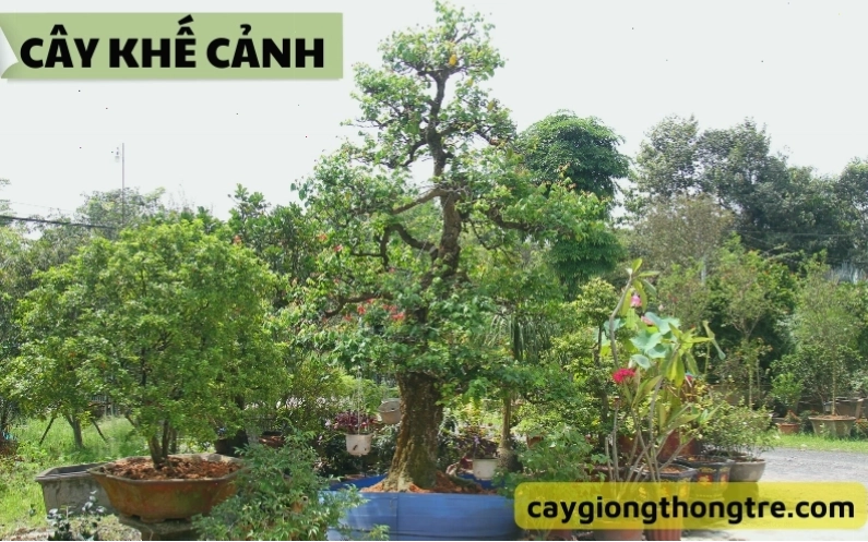 Cây khế cảnh với dáng vẻ cổ thụ, đầy sức sống
