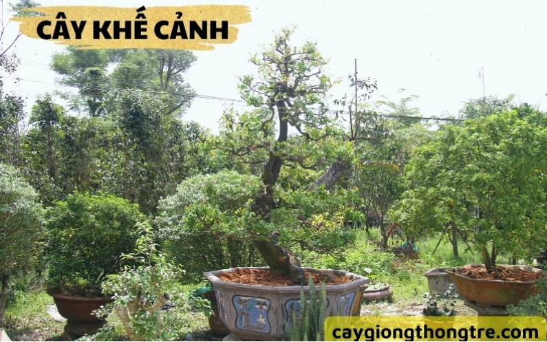 Cây khế cảnh với quả nhỏ xinh, mọc xen kẽ trên cành lá xanh mướt