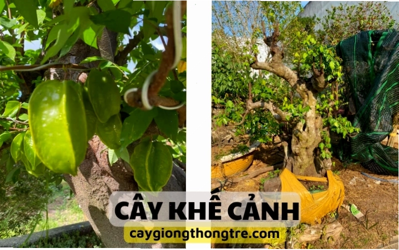 Cây khế cảnh với tán lá xanh mướt, sẵn sàng cho ra quả
