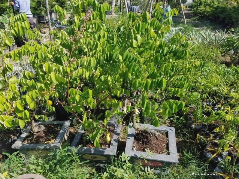 Cây khế cảnh với thân cây ấn tượng và tán lá xanh tươi