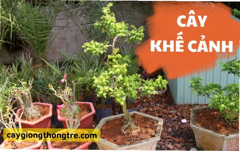 Cây khế cảnh với thế cây bay độc đáo, mang vẻ đẹp mềm mại và ấn tượng
