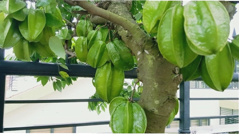 Cây khế được chăm sóc kỹ lưỡng rất sai quả