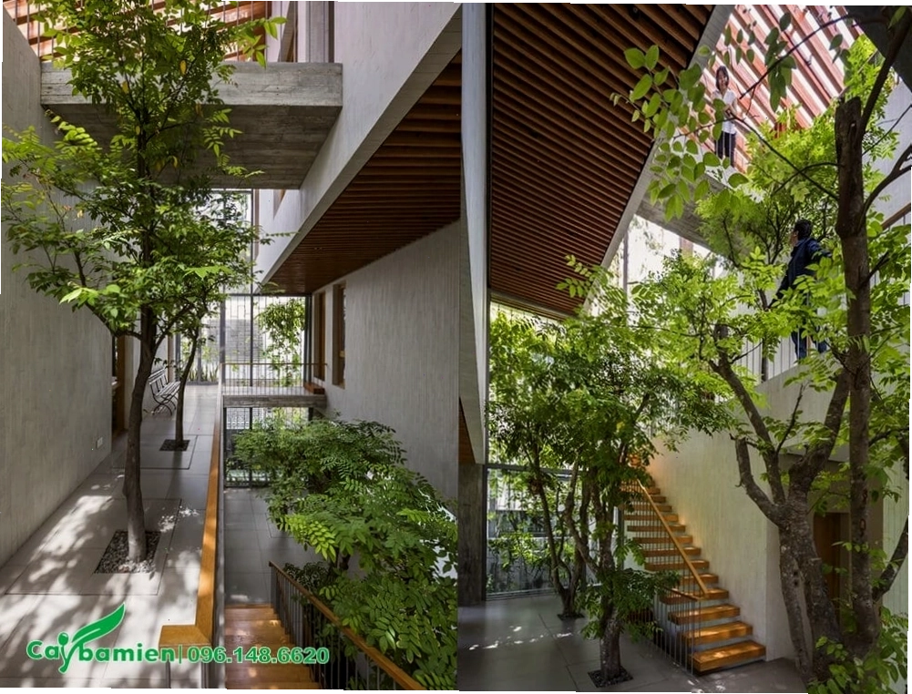 Cây Khế trồng trong khu vực giếng trời
