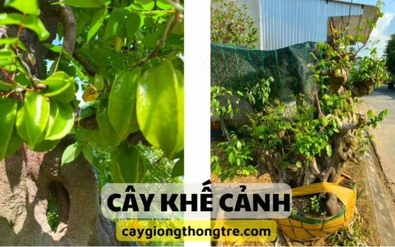 Cây khế với bộ rễ nổi đẹp mắt, thể hiện sự vững chãi và tuổi đời lâu năm