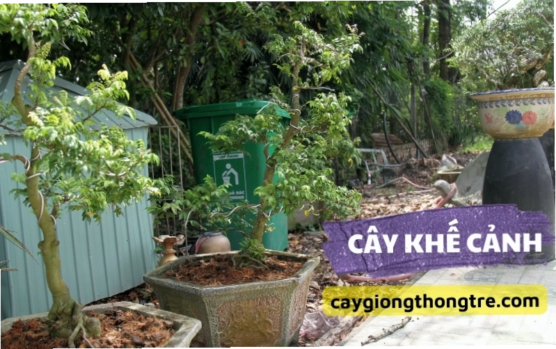 Cây khế với những chùm quả tượng trưng cho sự sung túc và hoài niệm quê hương