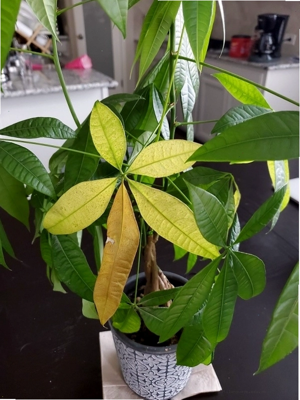 Cây kim ngân vàng lá do thiếu sáng