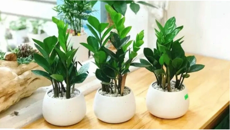 Cây Kim Ngân với thân cây đan xen và lá xanh tươi