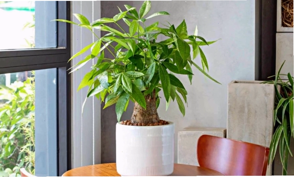 Cây kim ngân với thân xoắn đẹp, mang ý nghĩa may mắn