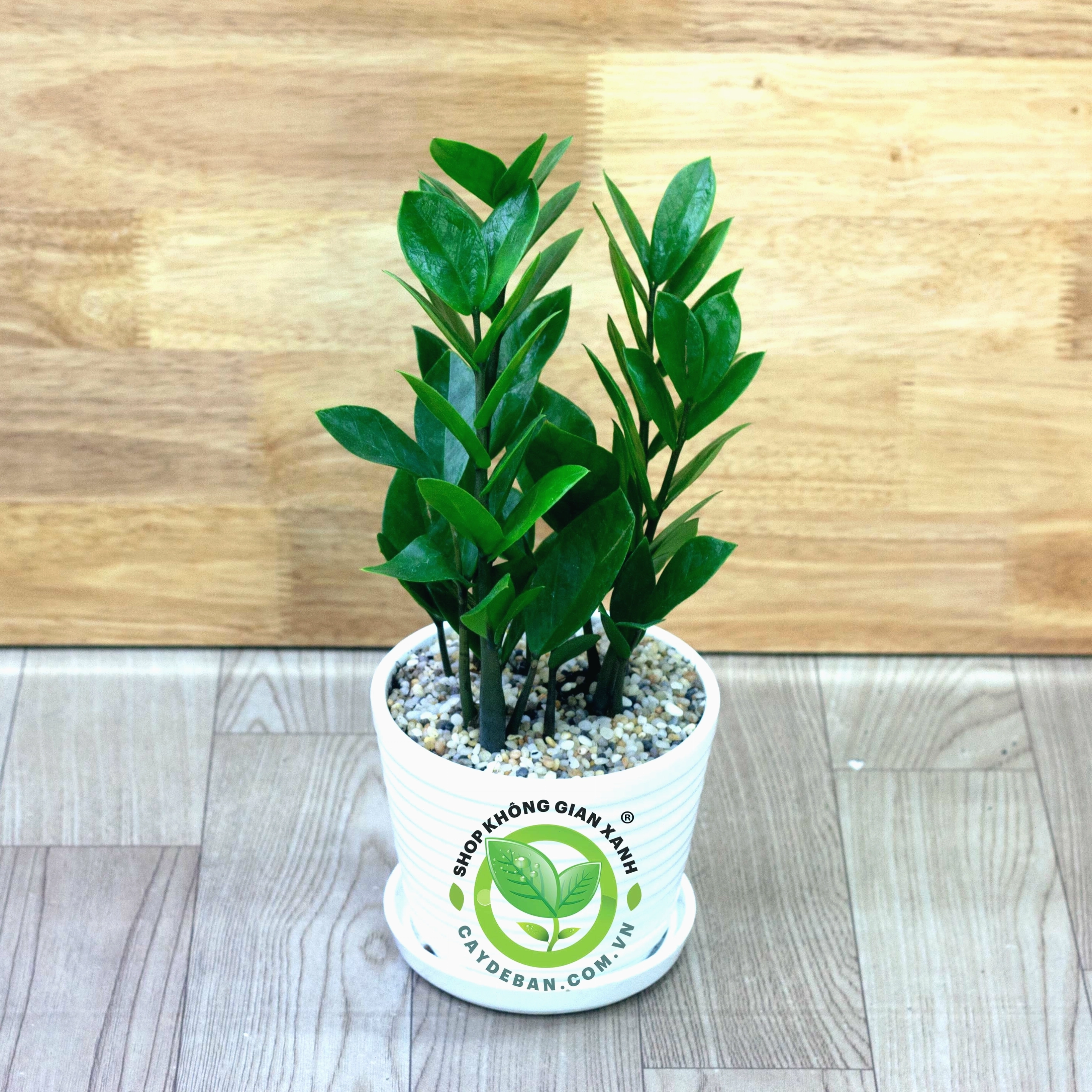 Cây kim tiền bonsai mini được tạo hình nghệ thuật