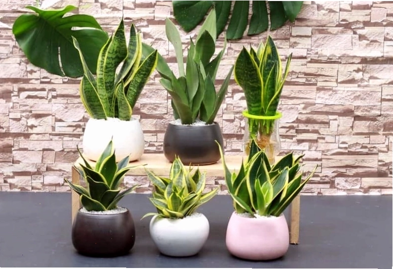Cây Kim Tiền đặt trên bàn làm việc hợp với người mệnh Thủy
