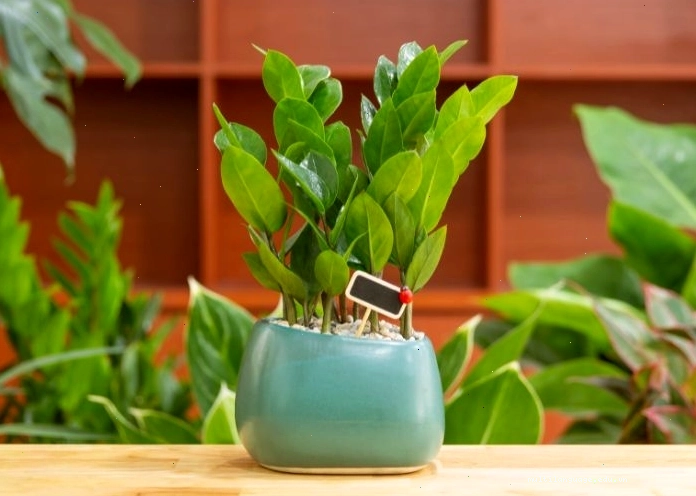 Cây kim tiền hợp mệnh Thổ
