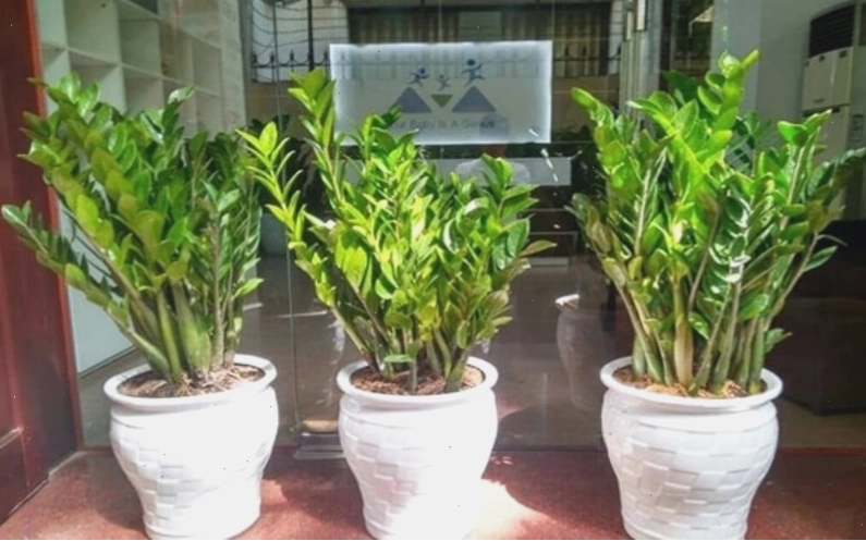 Cây kim tiền may mắn cho gia chủ