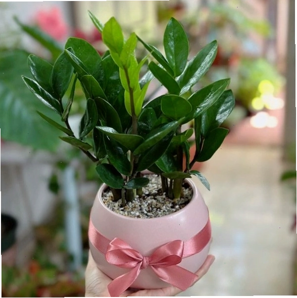 Cây kim tiền mini với các chậu cây đa dạng