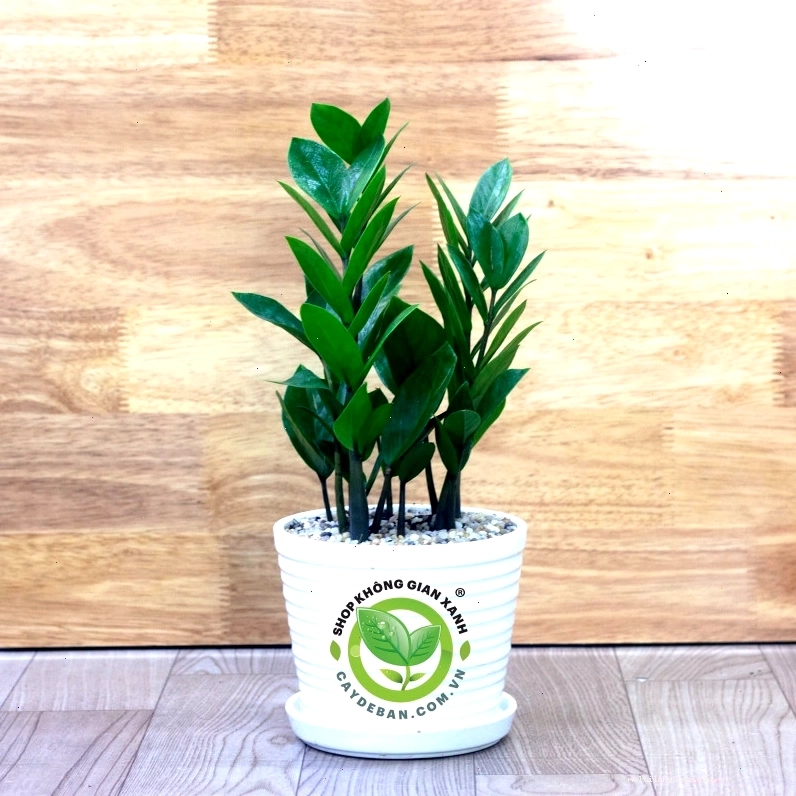 Cây kim tiền mini với ý nghĩa mang lại tài lộc