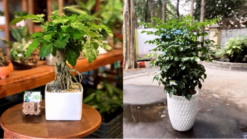 Cây Kim Tiền tượng trưng cho sự giàu sang và thịnh vượng