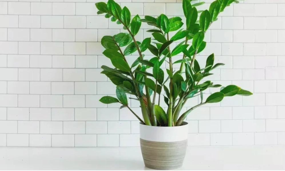 Cây kim tiền với dáng vẻ sang trọng, mang ý nghĩa tài lộc