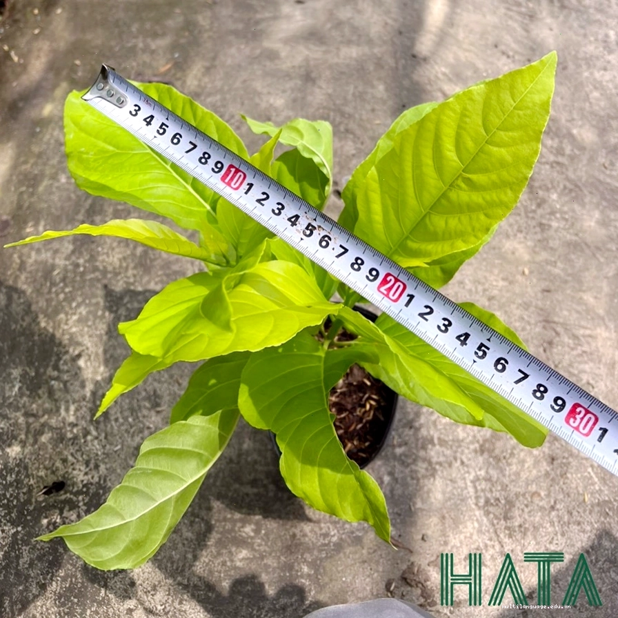 Cây lá trắng với bộ rễ khỏe mạnh