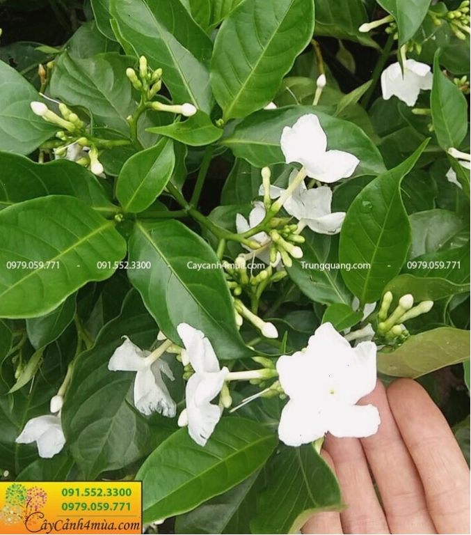 Cây lài trâu được trồng dọc lối đi trong sân vườn