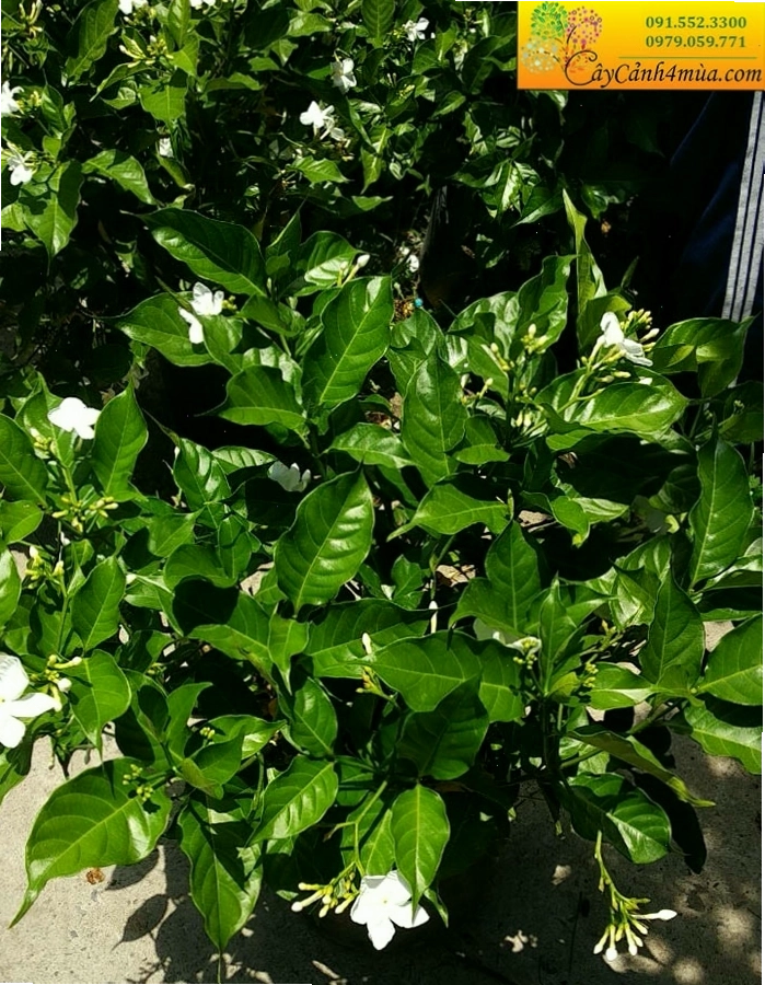 Cây lài trâu với nhiều nụ và hoa đang nở rộ