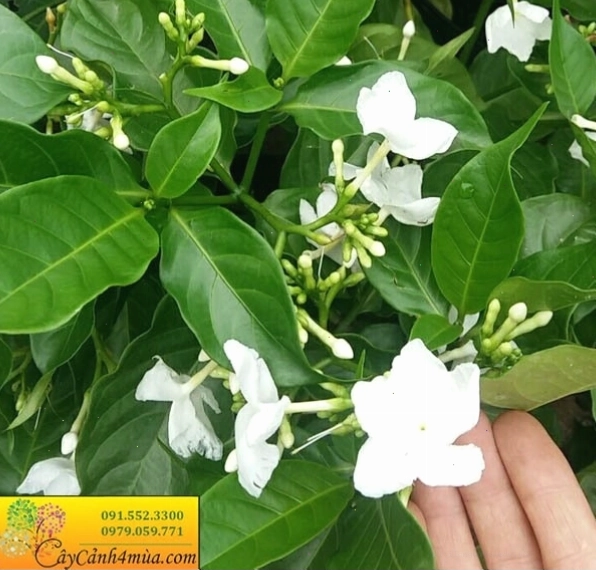Cây lài trâu với những bông hoa trắng tinh khôi