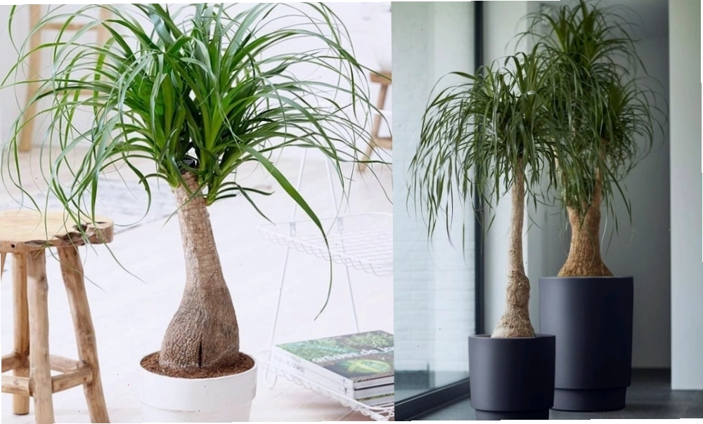 Cây lan bình rượu với lá dài rủ xuống tạo nét độc đáo