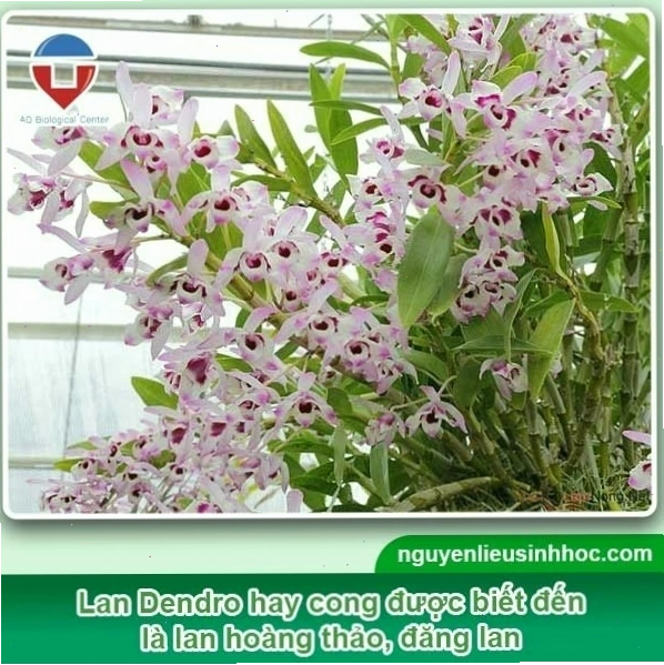 Cây lan Dendro với thân lá xanh tốt, sẵn sàng cho việc trồng mới