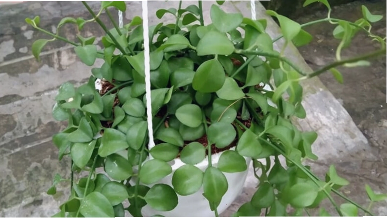 Cây lan đô la với thân leo mềm mại và lá mọng nước