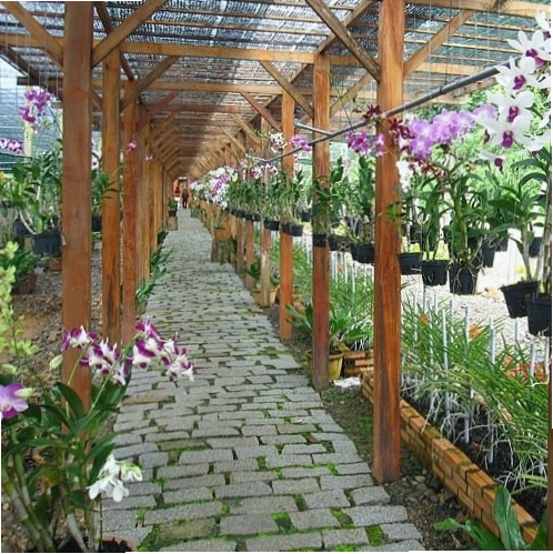 Cây lan hồ điệp được đặt ở vị trí có ánh sáng tự nhiên tốt