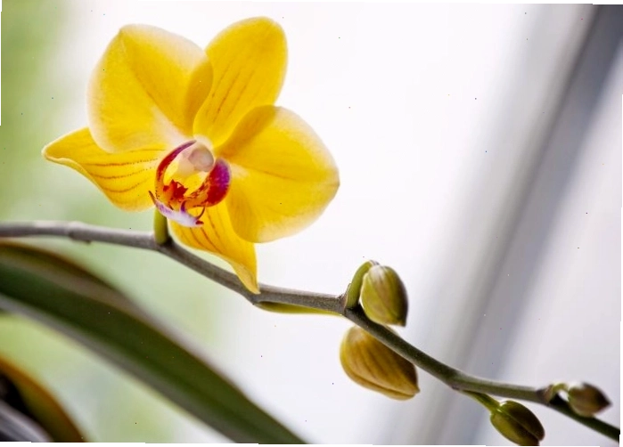 Cây lan hồ điệp vàng hợp mệnh Thổ