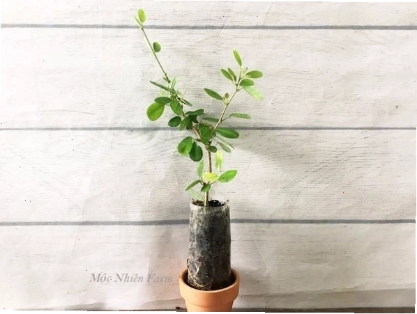 Cây lãnh sam hồng lá trung với màu sắc rực rỡ