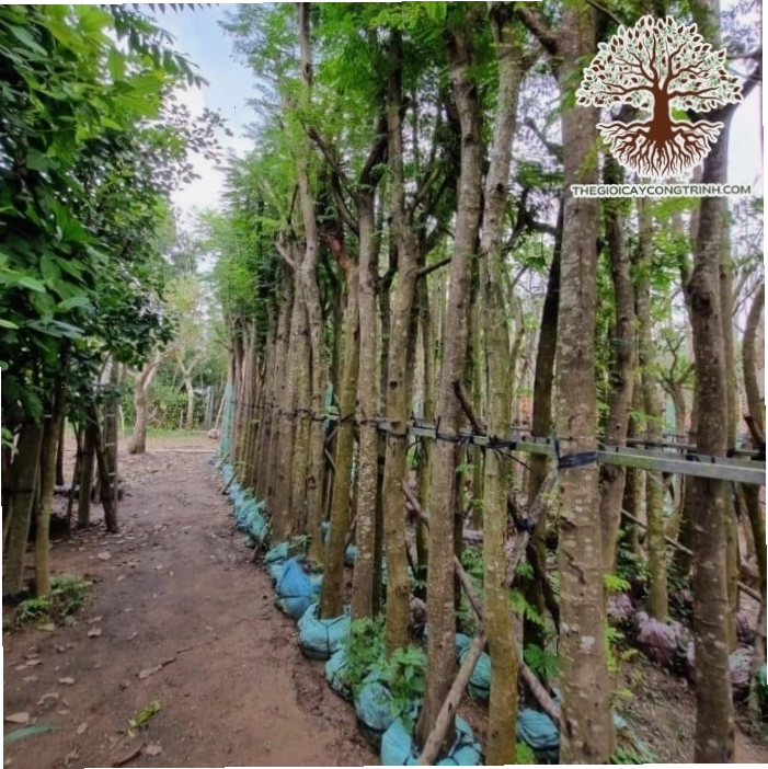 Cây Lim Xẹt với hoa vàng rực rỡ