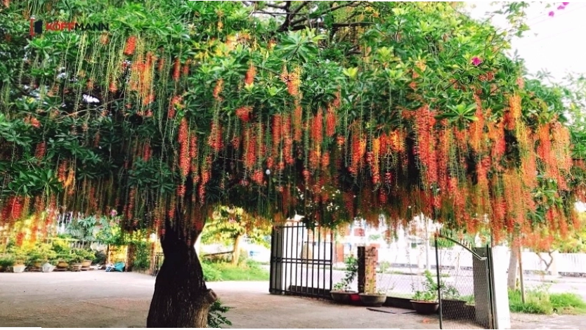 Cây Lộc vừng mang ý nghĩa tài lộc