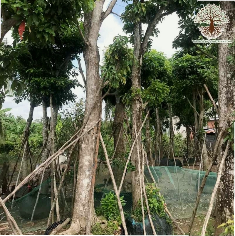 Cây Lộc Vừng thường trồng ven hồ hoặc lối đi