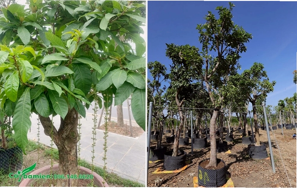 Cây Lộc Vừng với hoa đỏ rực rỡ trồng tại khu vực giếng trời