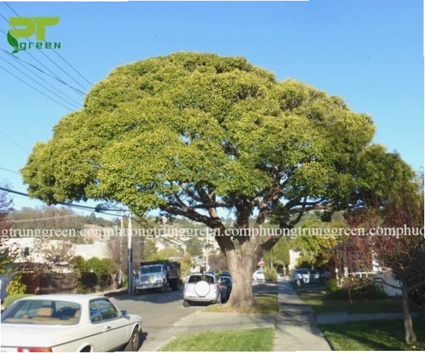 Cây long não được cắt tỉa tạo dáng