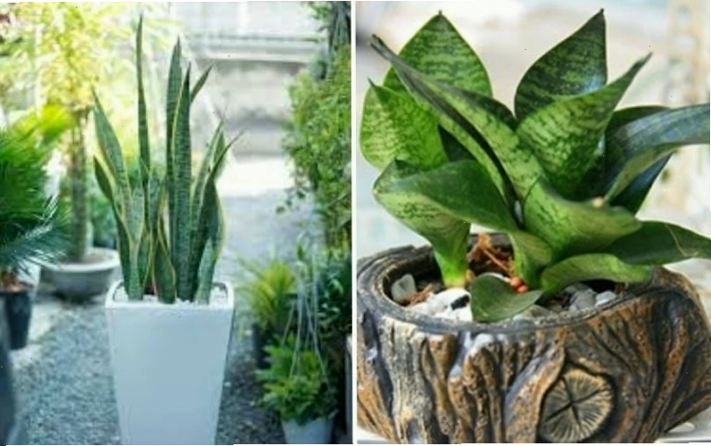 Cây lưỡi hổ, lưỡi mèo rất dễ chăm sóc và chịu nắng tốt