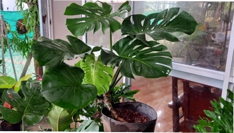 Cây Lưỡi Hổ với lá xanh đậm và cứng cáp