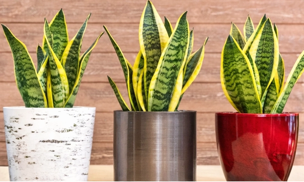 Cây lưỡi hổ với lá xanh mướt, phù hợp đặt trong phòng ngủ