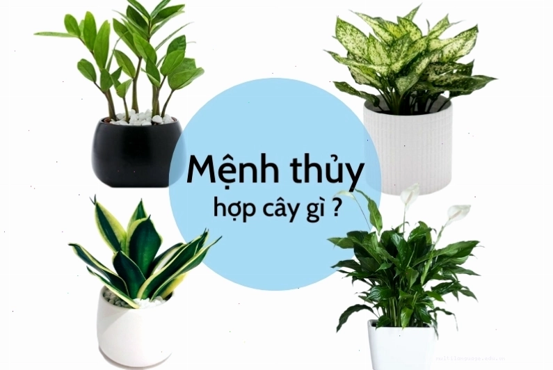 Cây Lưỡi Hổ với lá xanh sẫm phù hợp với người mệnh Thủy