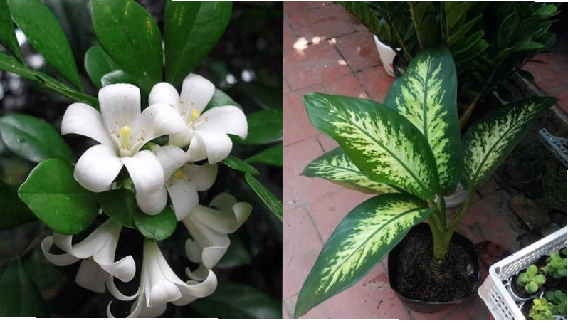 Cây Mặc Lan với hoa văn lá độc đáo