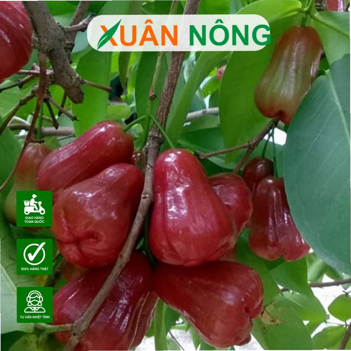 Cây mận An Phước đặc trưng của miền Nam