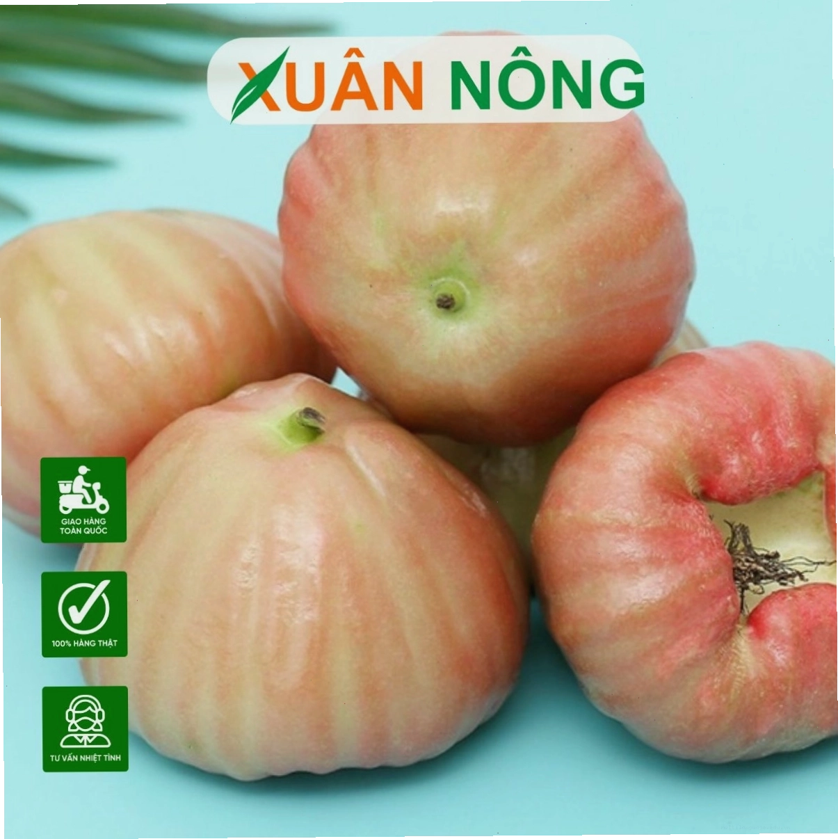 Cây mận Hồng Đào với trái chín đỏ mọng