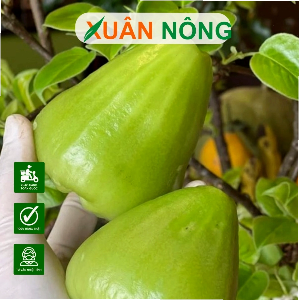 Cây mận Tam Hoa với trái nhỏ màu đỏ tím