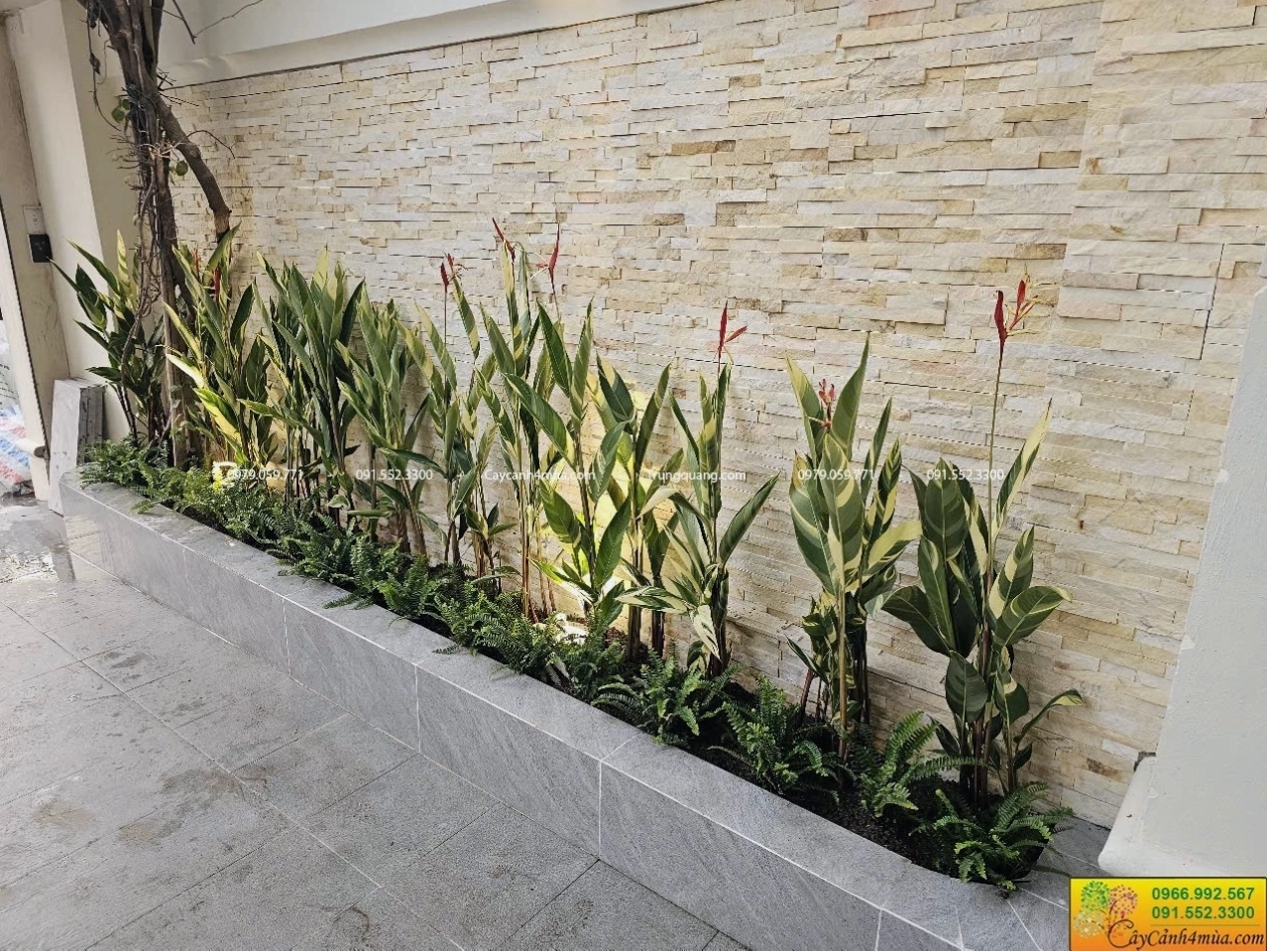 Cây mỏ két với lá nhỏ xinh và hoa màu tím hồng duyên dáng