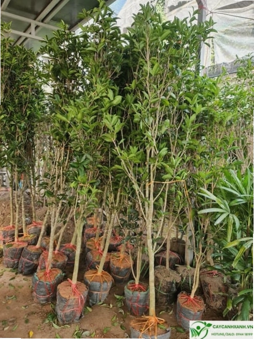 Cây mộc hương ghép có kích thước lớn