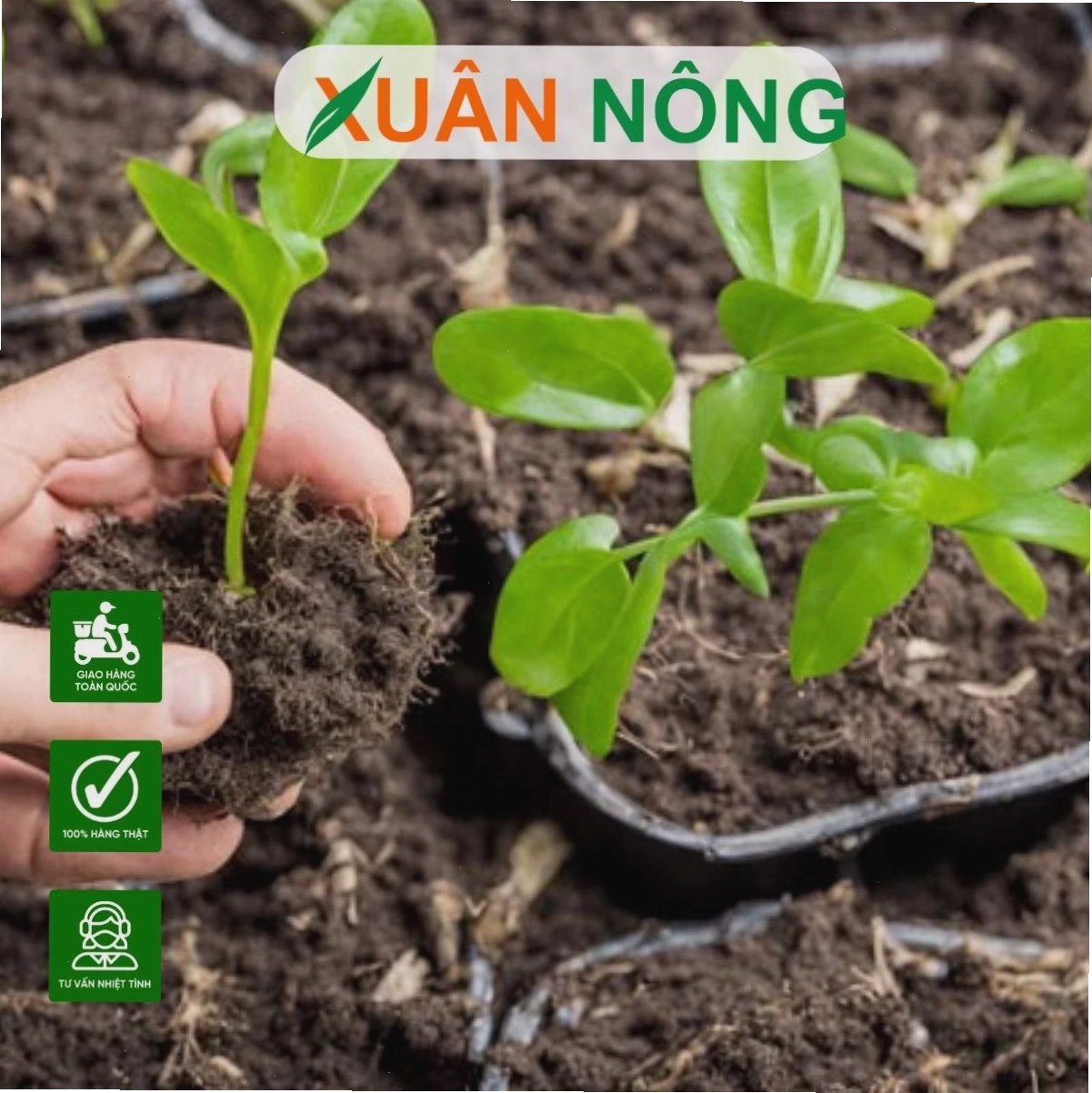 Cây mới trồng cần được bổ sung thuốc kích rễ để bộ rễ phát triển