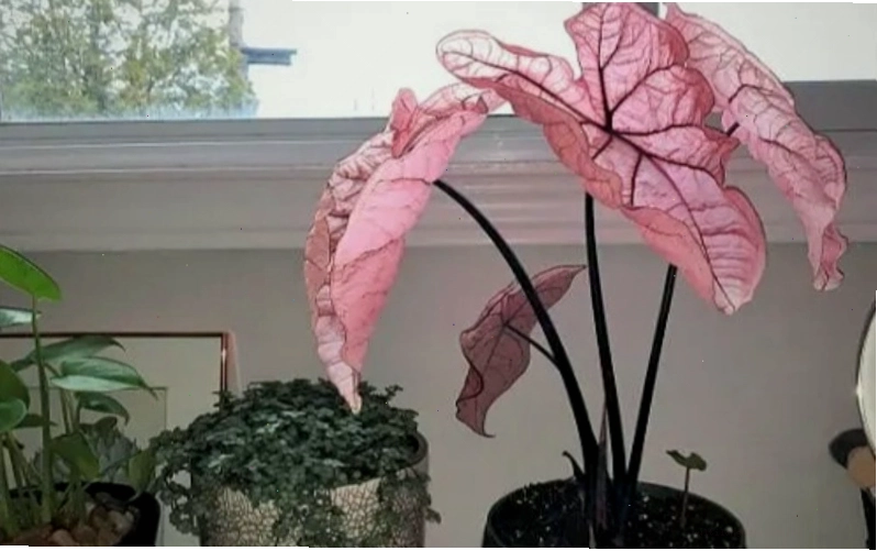 Cây môn cảnh lá hồng Pretty với màu lá hồng tươi tắn