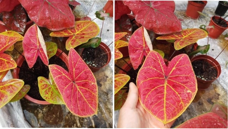 Cây môn đốm đỏ mang lại tài lộc